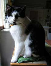 Photo du chat Flix d'aprs laquelle le tableau animalier a t excut